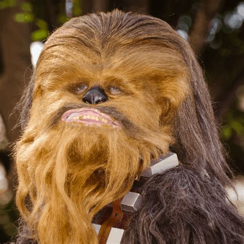 Funny Star Wars Pictures Chewbacca