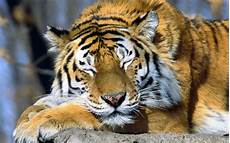 Animals Wallpapers Cool Animals by Cool Backgrounds Of Animals Wallpaper Cave Animals Wallpapers Cool Animals