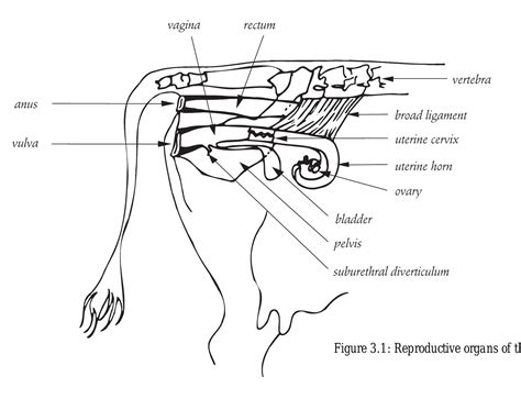 (PDF) AGR401 Reproductive system of cow