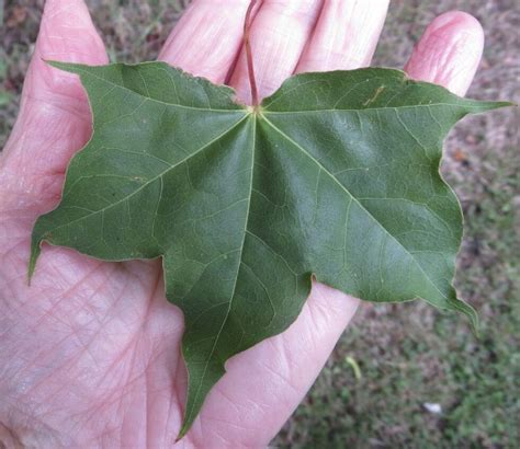 Image result for Maple Tree Identification