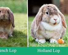 Image result for Mini Holland Lop Bunnies Deformed