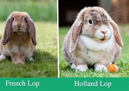Image result for American Fuzzy Lops Black and White