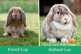 Image result for Baby American Fuzzy Lop