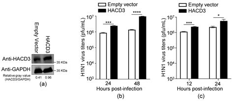 HACD3 Prevents PB1 from Autophagic Degradation to Facilitate the Replication of Influenza A Virus