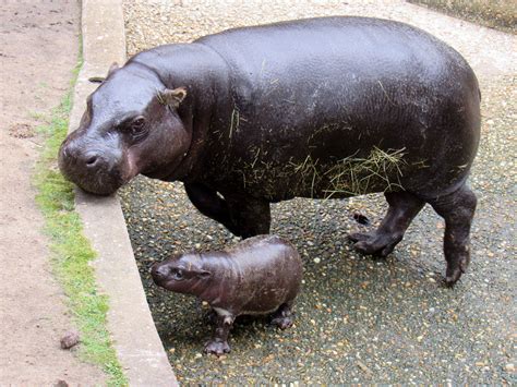 Pygmy Hippopotamus The Montgomery Zoo Announces Birth Of New Pygmy