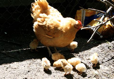 Python vs Chick 的图像结果