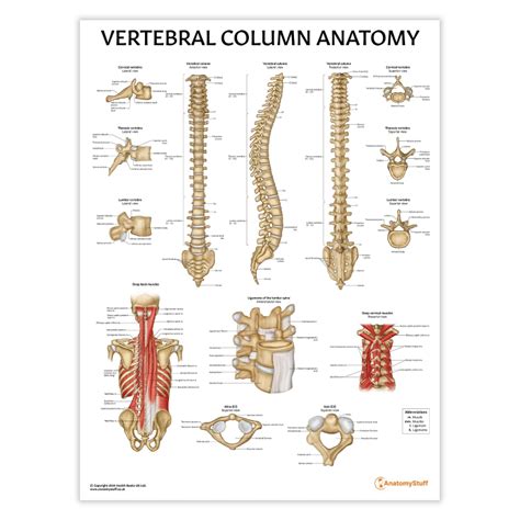 Vertebral Column Anatomy Chart Poster Laminated