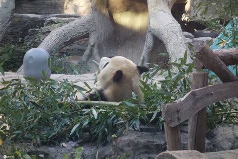 北京：动物园“秃头”大熊猫“福星”“头发”长好了