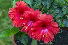 fiori di ibisco ibisco coltivazione hibiscus hibiscus piante da fiori di ibisco ibisco coltivazione hibiscus hibiscus piante da