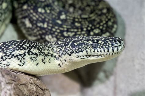 Diamond Python Care 的图像结果