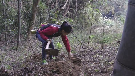 农村姑娘挖冬笋有独门诀窍，顺着竹鞭一路开挖，这种挖法也没谁了
