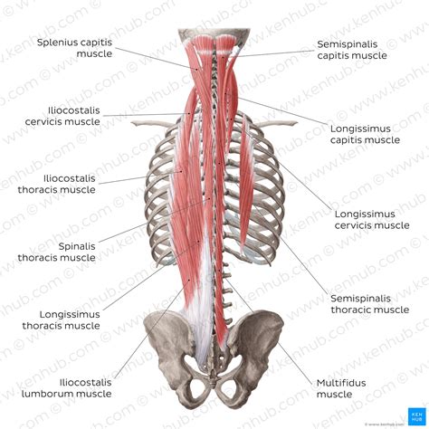Deep back muscles: Anatomy, innervation and functions | Kenhub