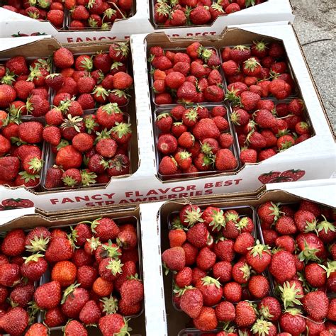 Strawberry-Vanilla Jam - The Culinary Cellar