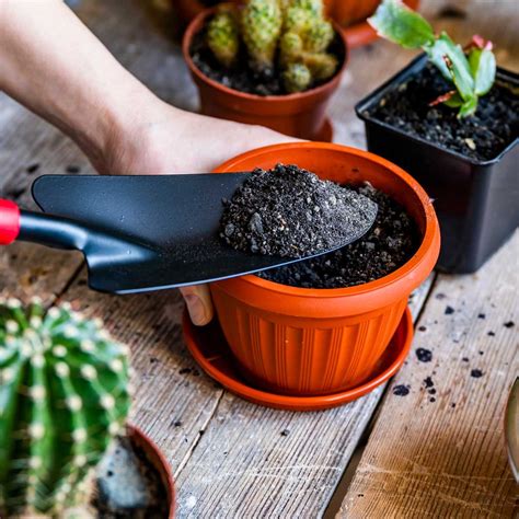 Can You Reuse Potting Soil? | The Family Handyman