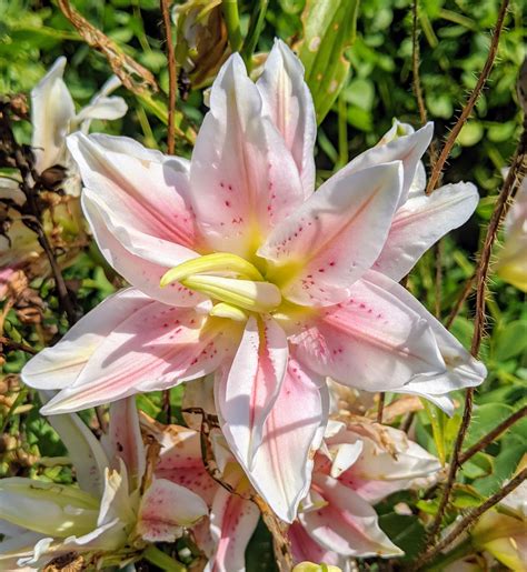 The Martha Stewart Blog : Blog Archive Cutting and Arranging Lilies ...