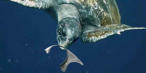 Florida Brewery Creates Edible Six-Pack Rings - Tech News