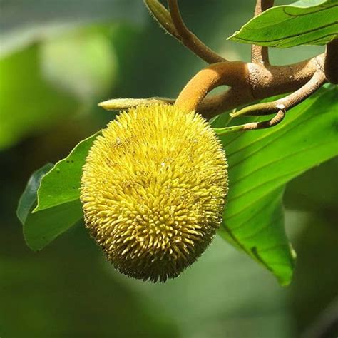 Wild Jackfruit / Anjili Chakka (Artocarpus Hirsutus) (Seedling) Fruit ...