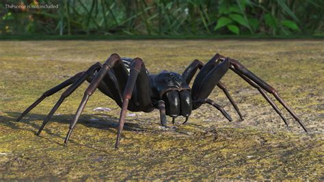 3D Black Wolf Spider Rigged For Maya Model - TurboSquid 2165661