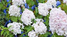 tailler les hortensias photos la taille de l hortensia vanille fraise plants tailler les hortensias photos la taille de l hortensia vanille fraise plants