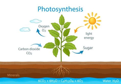Image result for Basic Photosynthesis