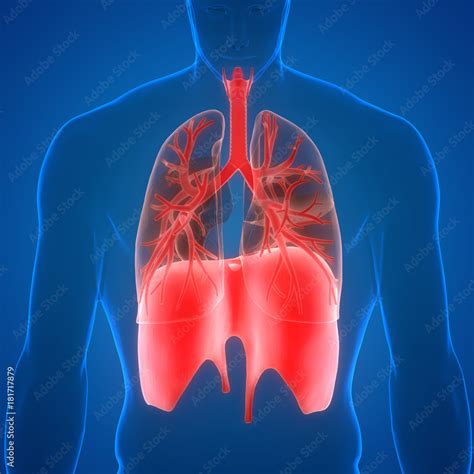Image result for Lung Segmentation Using CNN