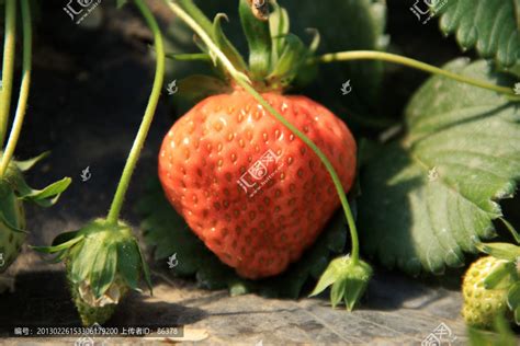 草莓秧摄影图__自然风景_旅游摄影_摄影图库_昵图网nipic.com