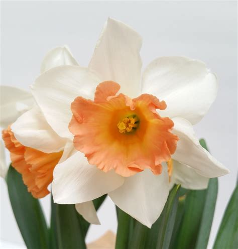 Narcissus Flower Meaning