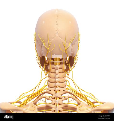 Drawing anatomy neck nape of the hi-res stock photography and images ...