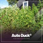 Eine Pflanze, eine Passion - Dutch Passion - Reportagen & Berichte ...