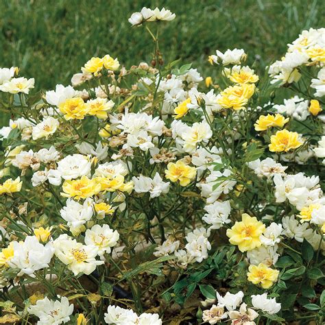 Yellow Rose Bushes for Sale | Perfect Plants