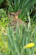 Image result for Newborn Baby Rabbit Colors
