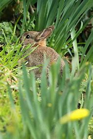 Image result for Easter Bunny Hiding Eggs Image