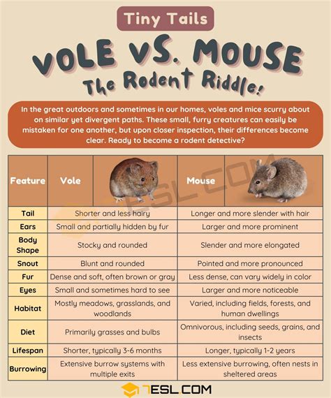 Vole Vs Mouse