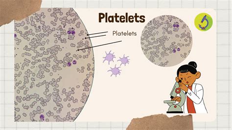Platelets - Thrombocytes