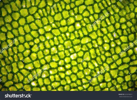 Plant Cell Under Microscope Stock Photo 523376812 - Shutterstock