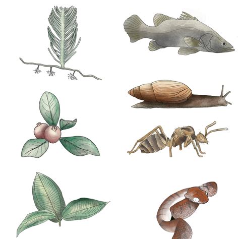 Alien Invasive Insects 的图像结果