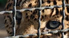 animali in gabbia petizione 183 no allo zoo 183 change org animali in gabbia petizione 183 no allo zoo 183 change org