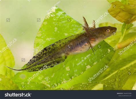 Salamander Larvae Identification