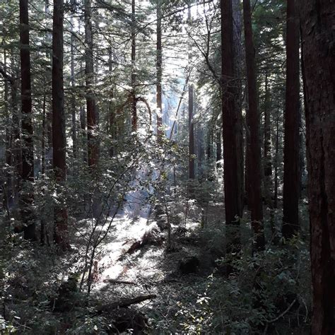 Ben Ries Campground — Butano State Park | Pescadero, CA