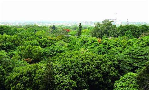 Expanding green cover: Telangana to transform Vana Mahotsavam- 2025 ...