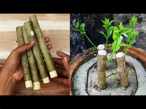 How To Propagate Lemon Cutting In Sand