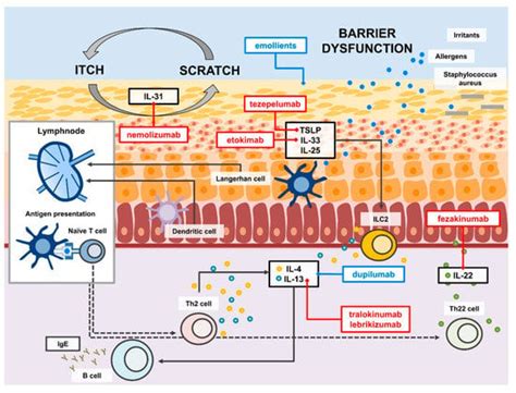 IJMS | Special Issue : Molecular Mechanisms of Skin Aging and Atopic ...