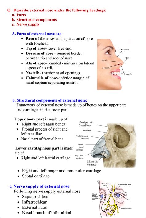 Anatomy Of Nose And Sinus