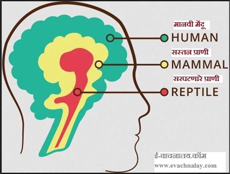 आपले शरीर- मेंदू - CPU of Human Body
