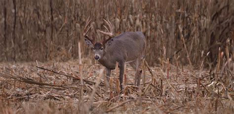 Deer Movement Forecast for Better Planning | onX Hunt
