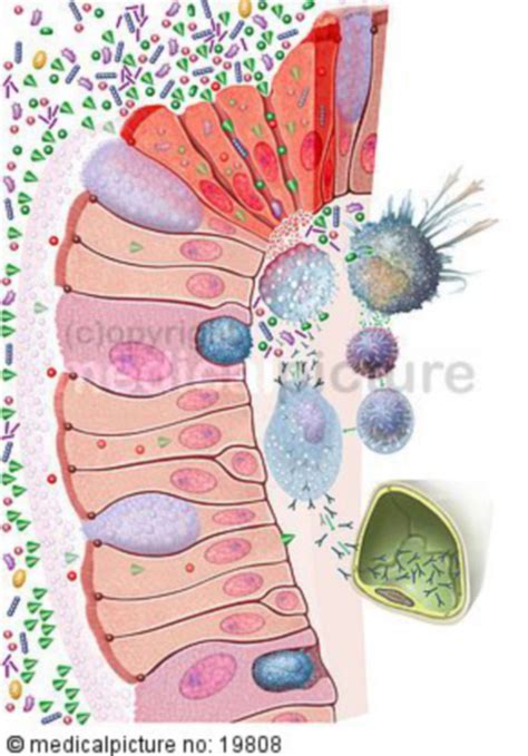 Mucosa-associated lymphoid tissue - DocCheck