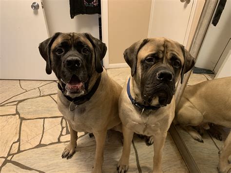 What Breed Is Hercules The Dog