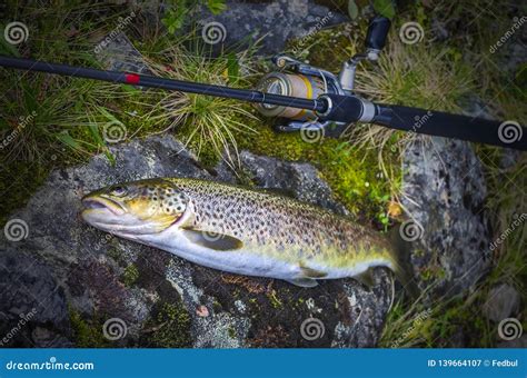Caught Brown Trout Fish and Fishing Tackle on River Stone Stock Image ...