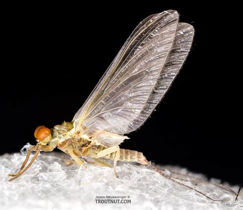 Male Ephemerellidae (Hendricksons, Sulphurs, PMDs, BWOs) Mayfly Dun Pictures