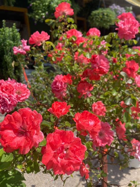 LADDS FARM SUPPLY - Cartersville GA - Hours, Directions, Reviews - Loc8NearMe